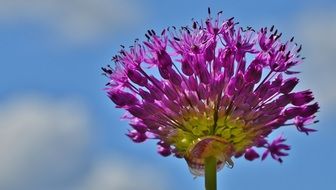 purple fluffy garden flower on a blurred background