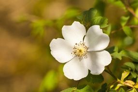 White flower in spring nature