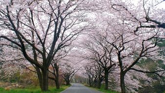 Alley among trees with cherry blossom