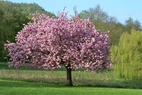breathtaking tree