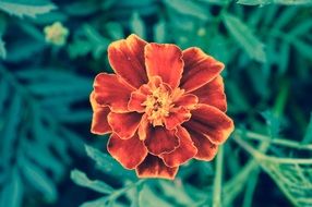 Orange marigold flower burgundy green macro photo