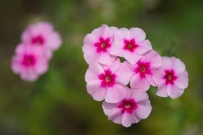 phlox flowers close-up on blurred background
