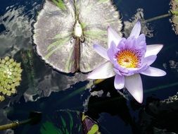 blooming purple lotus and marsh plants in a pond