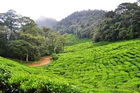landscape of green tea fields in nature