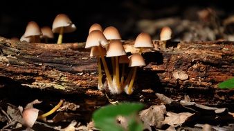 toxic mushrooms in the summer forest