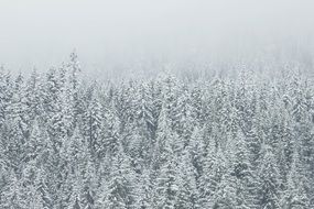 frosted coniferous trees at foggy winter day