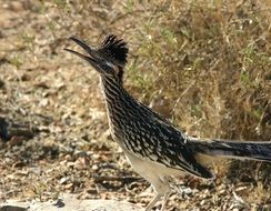 geococcyx californianus in the wild