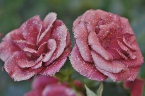 roses on a bush in water drops