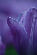 blue unusual tulip closeup