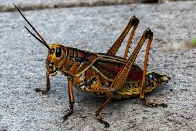 exotic grasshopper on a stone