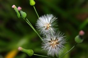 fluffy dandelion buds on the field