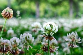 closeup photo of A field of clover