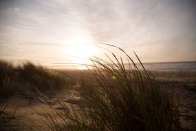 grass on the dunes on the beach at sunrise