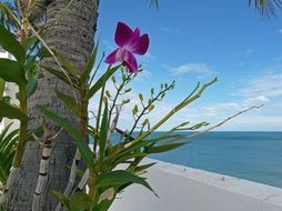 beautiful and delightful orchids flowers