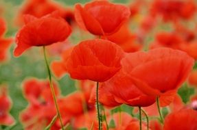 photo of red poppies on a banner
