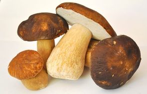 White mushrooms on a white background