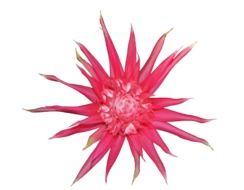 pink bromelia