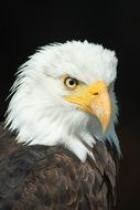 photo of a bald eagle with a yellow beak