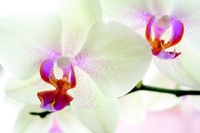 white orchids in the light