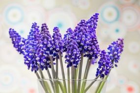 hyacinth muscari blossom