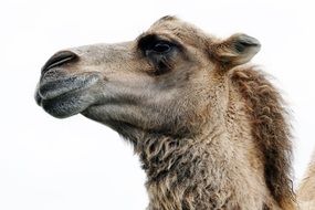 closeup of camel head