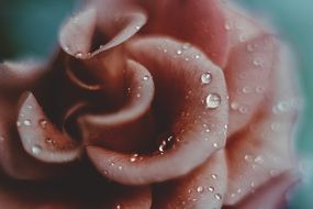 dew on a rose bud