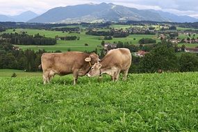 brown milk cows on the alpine meadow and mountains