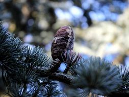 pine cones on branches close up