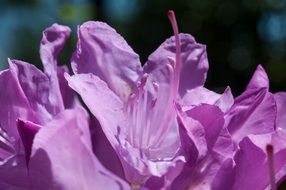 purple flower near