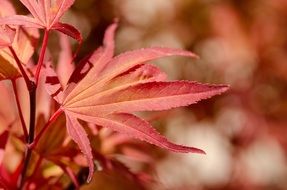 Red maple leaf in Japan on a blurred background