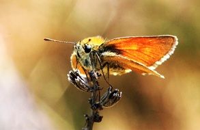 yellow butterfly on a blurred background close-up