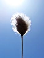 cotton flower in the sun