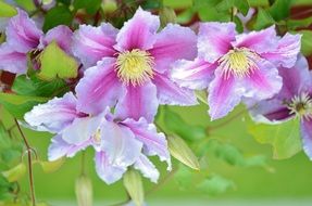 Lush inflorescence of pink flowers in the garden close-up