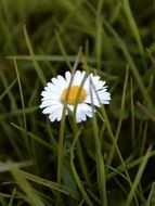 white daisy meadow in the grass