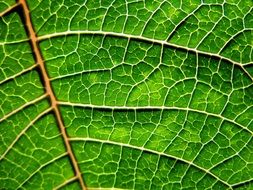 green leaf close-up with lines