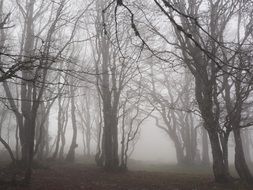 landscape of misty forest