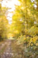 autumn forest bokeh
