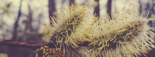 pussy willow plants in winter time