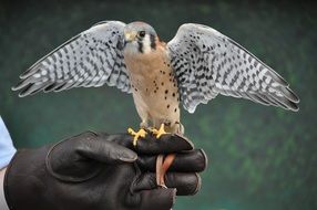 bird of prey flapping its wings