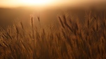 beautiful crop grain on a blurred background
