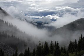 delightful fog mist forest