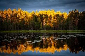 beautiful autumn trees