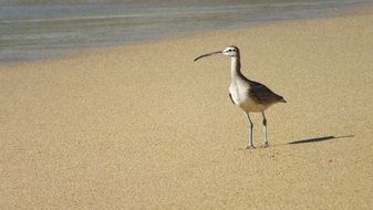 long billed hudsonian is on a beach