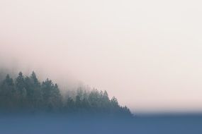 fog around green forest
