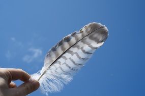 beautiful grey feather