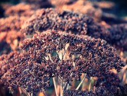 plants in the botanical garden in winter