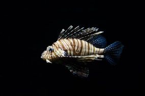 beautiful lionfish