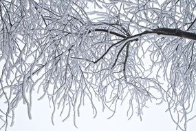 picture of tree branches covered with ice