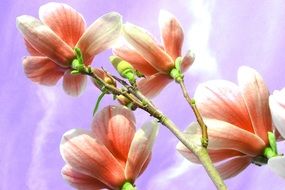 cute magnolia flower