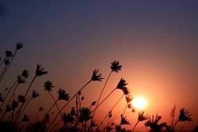 Flowers on the background of red sky